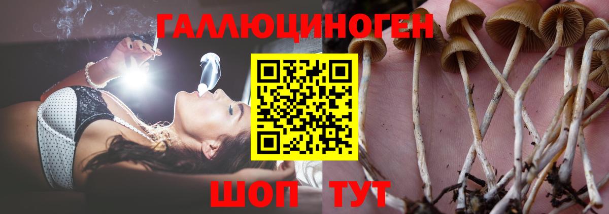 Саянск  Галлюциногенные грибы Psilocybe  Вход с VPN 